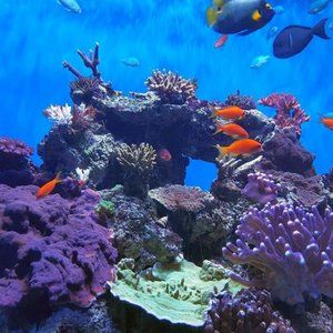 ORANGE FISHE 8" X 10" Photography